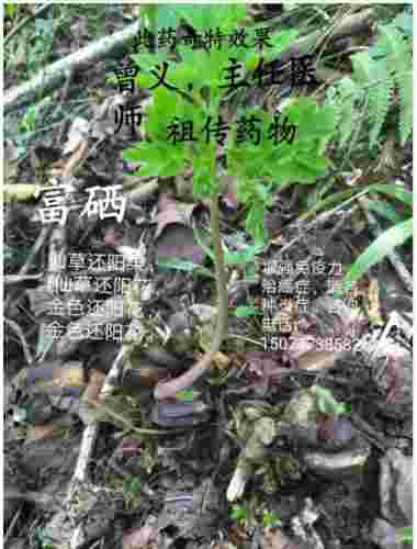 德才兼备　医学专家——曾义