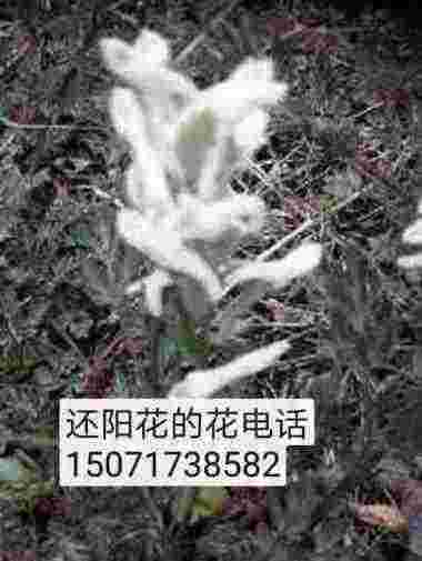 德才兼备　医学专家——曾义